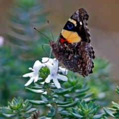 Vanessa itea (Yellow Admiral) at South Pacific Heathland Reserve - 7 Feb 2017 by CharlesDove