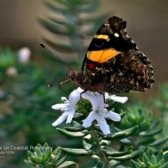 Vanessa itea at South Pacific Heathland Reserve - 7 Feb 2017 12:00 AM