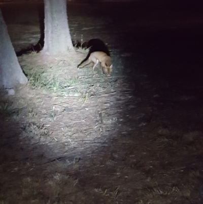 Vulpes vulpes (Red Fox) at Kambah, ACT - 5 Jun 2018 by jmcleod