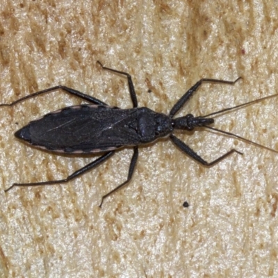 Piestolestes obscurus (Assassin bug) at Lake Burley Griffin West - 4 Jun 2018 by jbromilow50