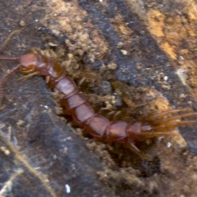 Lithobiomorpha (order) (Unidentified stone centipede) at Acton, ACT - 4 Jun 2018 by jb2602