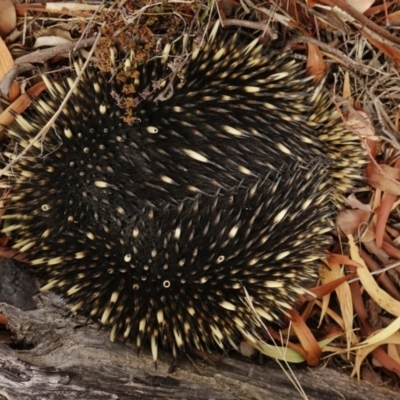 Tachyglossus aculeatus (Short-beaked Echidna) at Macarthur, ACT - 2 Jun 2018 by Jek