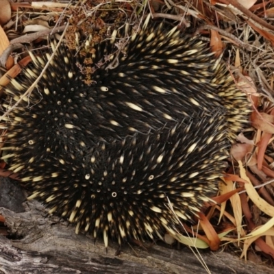 Tachyglossus aculeatus (Short-beaked Echidna) at Wanniassa Hill - 2 Jun 2018 by Jek