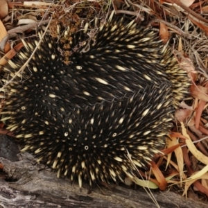 Tachyglossus aculeatus at Macarthur, ACT - 2 Jun 2018