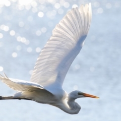 Ardea alba (Great Egret) at Eden, NSW - 4 Jun 2018 by Leo