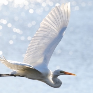 Ardea alba at Lake Curalo - 5 Jun 2018 09:34 AM