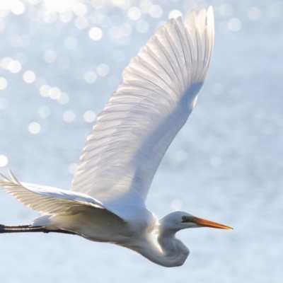 Ardea alba (Great Egret) at Eden, NSW - 4 Jun 2018 by Leo