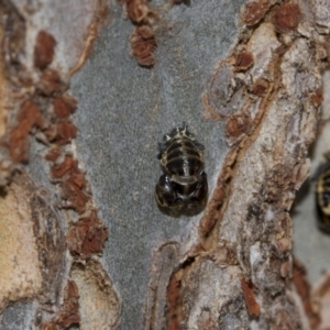 Harmonia conformis at Higgins, ACT - 5 Jun 2018