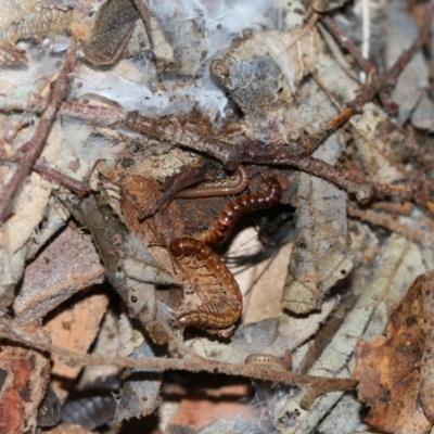 Diplopoda (class) (Unidentified millipede) at Higgins, ACT - 5 Jun 2018 by AlisonMilton