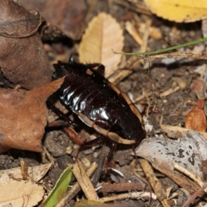 Drymaplaneta communis at Higgins, ACT - 5 Jun 2018 02:40 PM