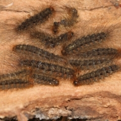 Leptocneria reducta (White cedar moth) at Higgins, ACT - 5 Jun 2018 by AlisonMilton