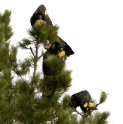 Zanda funerea (Yellow-tailed Black-Cockatoo) at Bywong, NSW - 3 Jun 2018 by jb2602