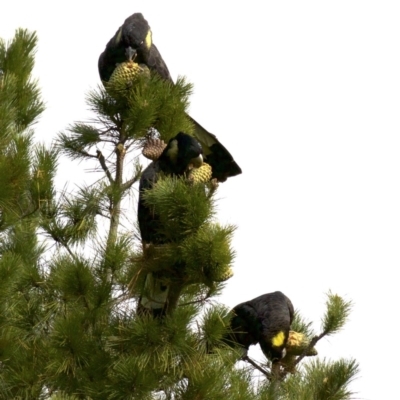 Zanda funerea (Yellow-tailed Black-Cockatoo) at Bywong, NSW - 3 Jun 2018 by jbromilow50