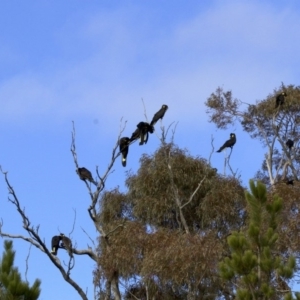 Zanda funerea at Bywong, NSW - 3 Jun 2018