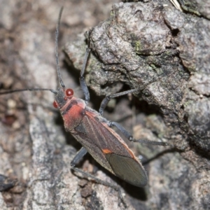 Leptocoris mitellatus at Higgins, ACT - 5 Jun 2018 02:44 PM