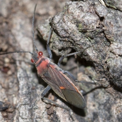 Leptocoris mitellatus (Leptocoris bug) at Higgins, ACT - 5 Jun 2018 by Alison Milton