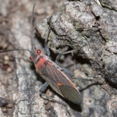 Leptocoris mitellatus (Leptocoris bug) at Higgins, ACT - 5 Jun 2018 by Alison Milton