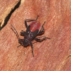 Leptocoris mitellatus at Higgins, ACT - 5 Jun 2018 02:44 PM