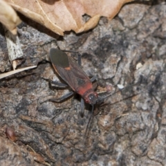 Leptocoris mitellatus at Higgins, ACT - 5 Jun 2018