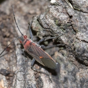 Leptocoris mitellatus at Higgins, ACT - 5 Jun 2018 02:44 PM