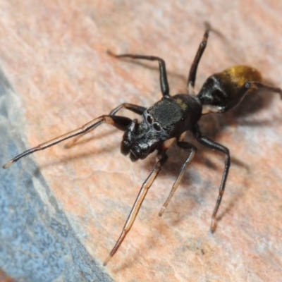 Myrmarachne luctuosa (Polyrachis Ant Mimic Spider) at Black Mountain - 29 May 2018 by Harrisi