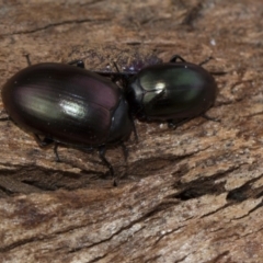 Chalcopteroides spectabilis (Rainbow darkling beetle) at Scullin, ACT - 5 Jun 2018 by Alison Milton