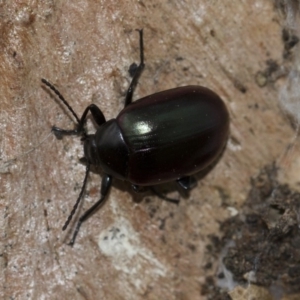 Chalcopteroides spectabilis at Scullin, ACT - 5 Jun 2018 02:56 PM