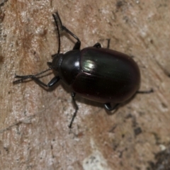 Chalcopteroides spectabilis at Scullin, ACT - 5 Jun 2018 02:56 PM