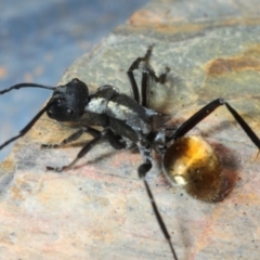 Polyrhachis ammon (Golden-spined Ant, Golden Ant) at Black Mountain - 29 May 2018 by Harrisi