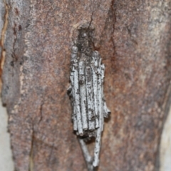 Clania ignobilis (Faggot Case Moth) at Scullin, ACT - 5 Jun 2018 by Alison Milton