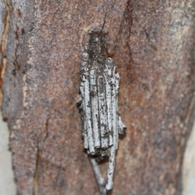 Clania ignobilis (Faggot Case Moth) at Scullin, ACT - 5 Jun 2018 by Alison Milton