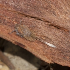 Platybrachys sp. (genus) (A gum hopper) at Scullin, ACT - 5 Jun 2018 by Alison Milton