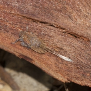 Platybrachys sp. (genus) at Scullin, ACT - 5 Jun 2018 03:00 PM