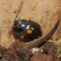 Paropsisterna octosignata (Eucalyptus leaf beetle) at Scullin, ACT - 5 Jun 2018 by AlisonMilton