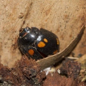 Paropsisterna octosignata at Scullin, ACT - 5 Jun 2018