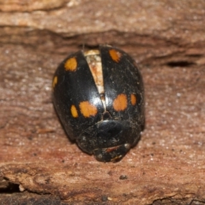 Paropsisterna octosignata at Scullin, ACT - 5 Jun 2018