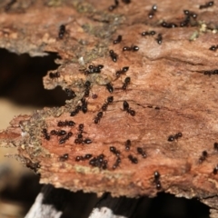 Crematogaster sp. (genus) (Acrobat ant, Cocktail ant) at Scullin, ACT - 5 Jun 2018 by Alison Milton