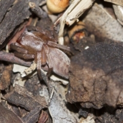 Clubiona sp. (genus) (Unidentified Stout Sac Spider) at Scullin, ACT - 5 Jun 2018 by AlisonMilton