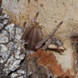 Clubiona sp. (genus) at Scullin, ACT - 5 Jun 2018