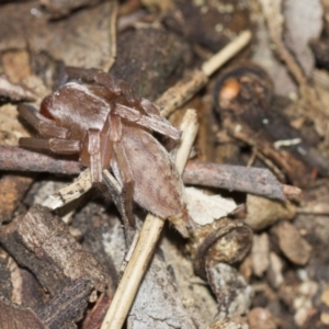 Clubiona sp. (genus) at Scullin, ACT - 5 Jun 2018