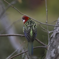 Platycercus eximius (Eastern Rosella) at Higgins, ACT - 3 Jun 2018 by AlisonMilton