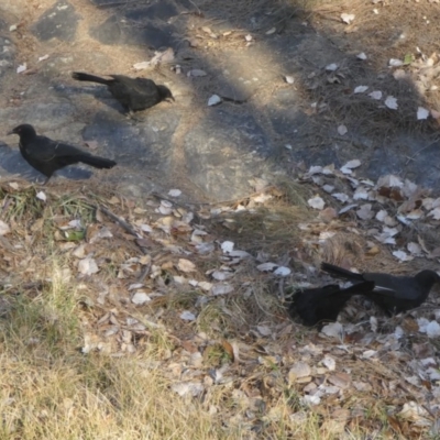 Corcorax melanorhamphos (White-winged Chough) at Holt, ACT - 29 May 2018 by AlisonMilton