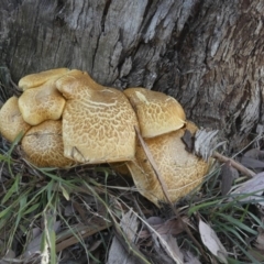 Gymnopilus junonius (Spectacular Rustgill) at Macgregor, ACT - 29 May 2018 by AlisonMilton