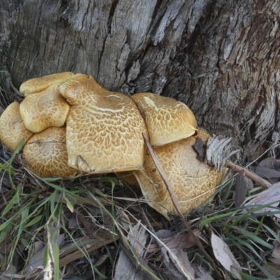 Gymnopilus junonius (Spectacular Rustgill) at Macgregor, ACT - 29 May 2018 by AlisonMilton