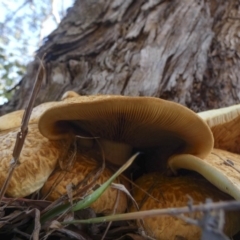 Gymnopilus junonius at Macgregor, ACT - 29 May 2018 08:27 AM