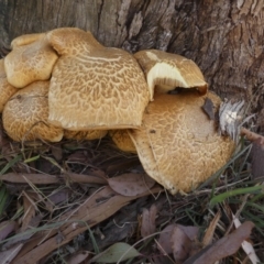 Gymnopilus junonius at Macgregor, ACT - 29 May 2018 08:27 AM