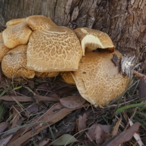 Gymnopilus junonius at Macgregor, ACT - 29 May 2018 08:27 AM