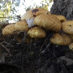 Gymnopilus junonius at Macgregor, ACT - 29 May 2018 08:27 AM