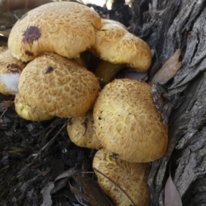 Gymnopilus junonius at Macgregor, ACT - 29 May 2018 08:27 AM