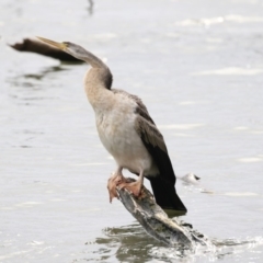 Anhinga novaehollandiae (Australasian Darter) at Belconnen, ACT - 27 May 2018 by AlisonMilton